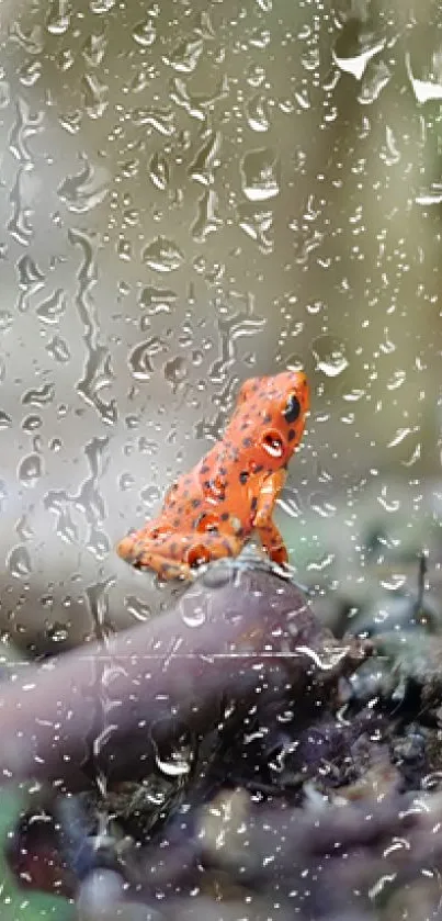 Red frog on forest floor, vibrant mobile wallpaper.