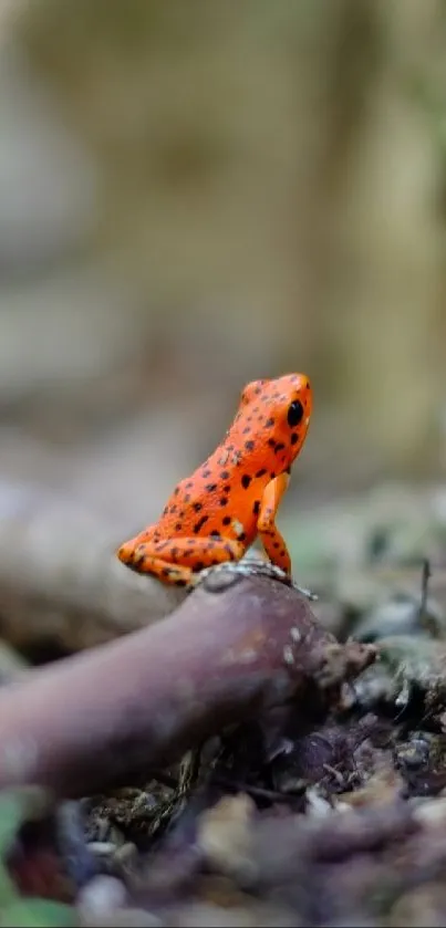 Vibrant orange frog on a forest floor with earthy textures.