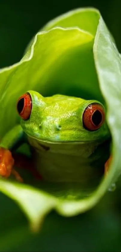 Red-eyed tree frog nestled inside a bright green leaf.