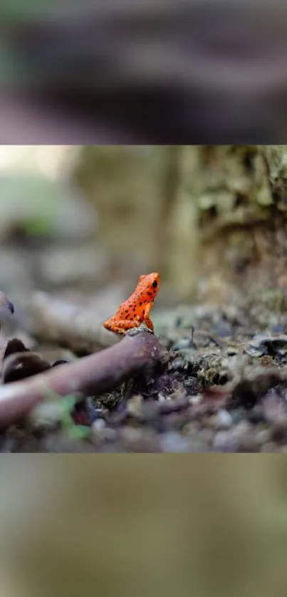 A bright orange frog sits on a forest floor blending with nature's colors.