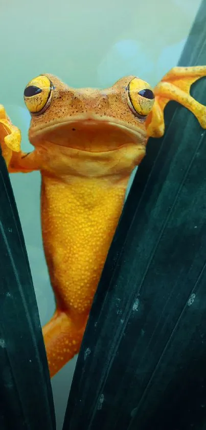 Bright orange frog on green leaves wallpaper.