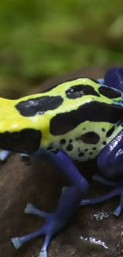 Vibrant yellow and blue poison dart frog on a mossy log.