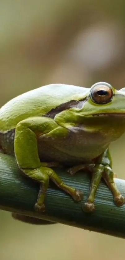 A vibrant green frog sits on a branch in nature, showcasing rich colors and details.