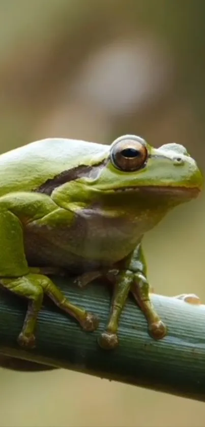 Green frog sitting on bamboo, nature wallpaper.