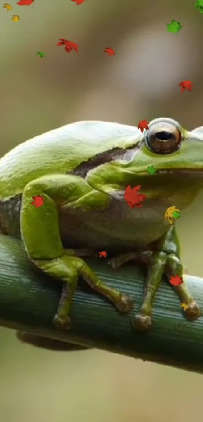 Green frog perched on bamboo with colorful leaves.