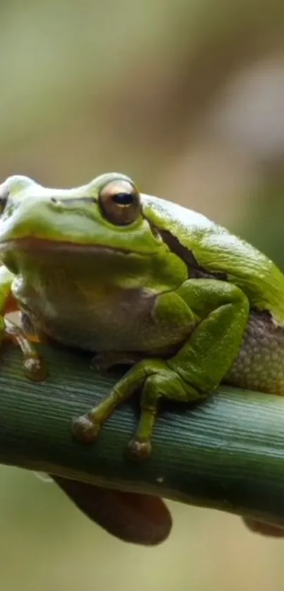 Green frog resting on a bamboo stick in vivid natural setting.