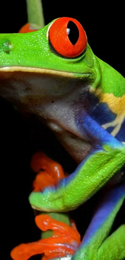 Colorful tree frog with red eyes on a black background.