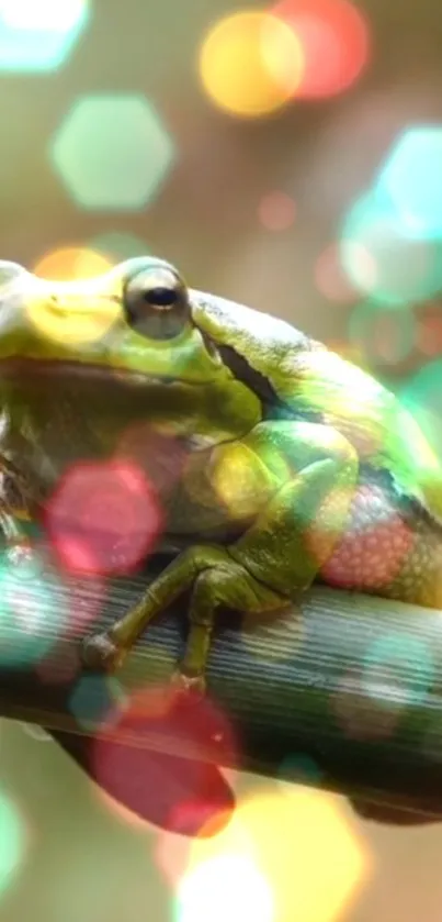 Colorful frog resting on a branch with bokeh effect background.