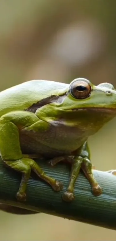 A vibrant green frog sits on a branch in nature.