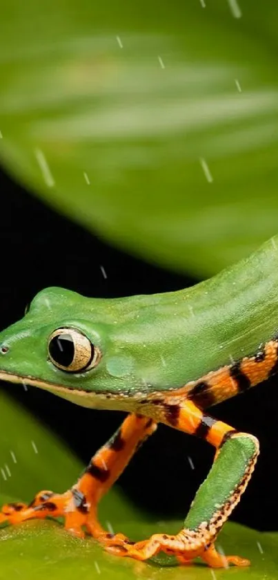 Vibrant green frog on a lush leaf, vibrant nature wallpaper.