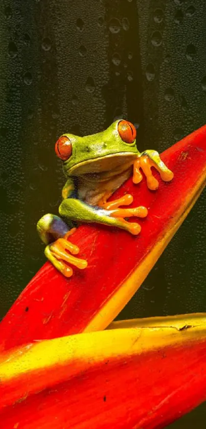 Vivid green tree frog on orange leaf.