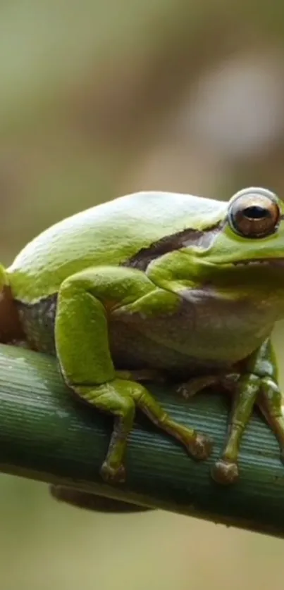 Green tree frog sitting on a leaf, captured in a natural setting.