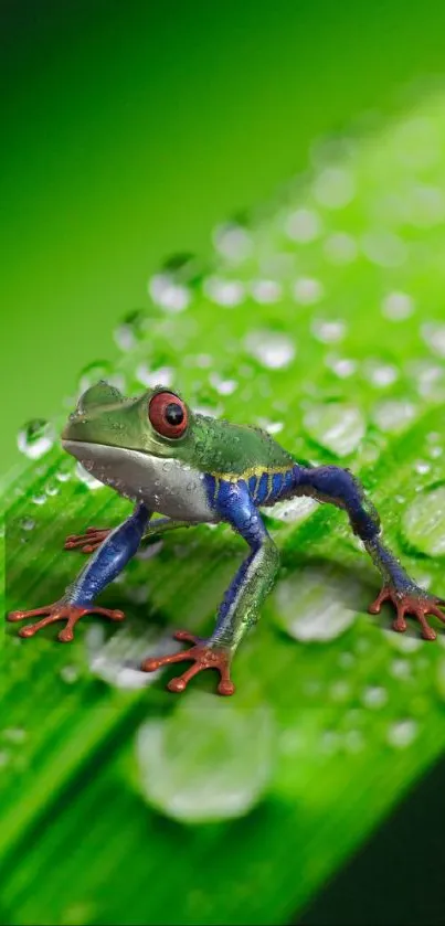 Vibrant frog on a dew-covered green leaf wallpaper.