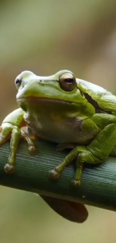 Close-up of a vibrant green frog resting on a leaf, showcasing nature's beauty.