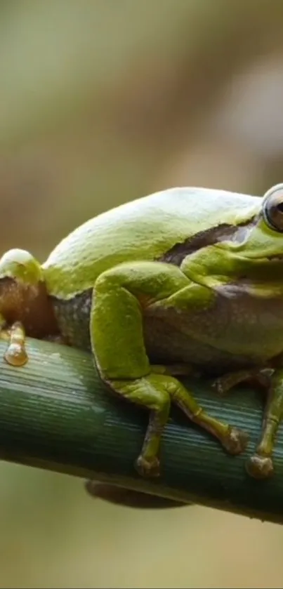 Close-up of a green frog on a leaf in natural setting.