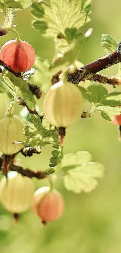 Vibrant branch with green leaves and colorful berries.