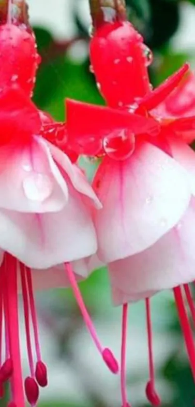 Vibrant fuchsia flowers with raindrops on pink and white petals for mobile wallpaper.