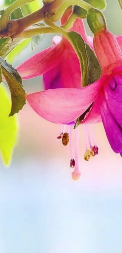 Close-up of vibrant fuchsia flower with pink and purple petals on a leafy background.