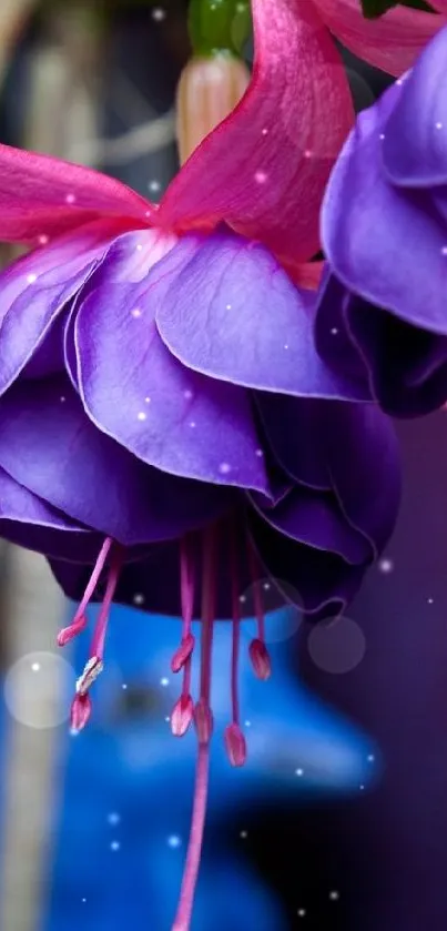 Close-up of vibrant fuchsia and purple petals.