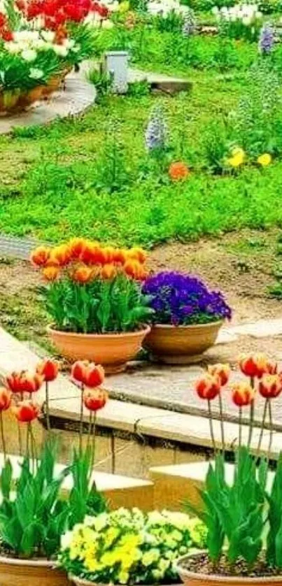 Vibrant garden with tulips in terracotta pots.