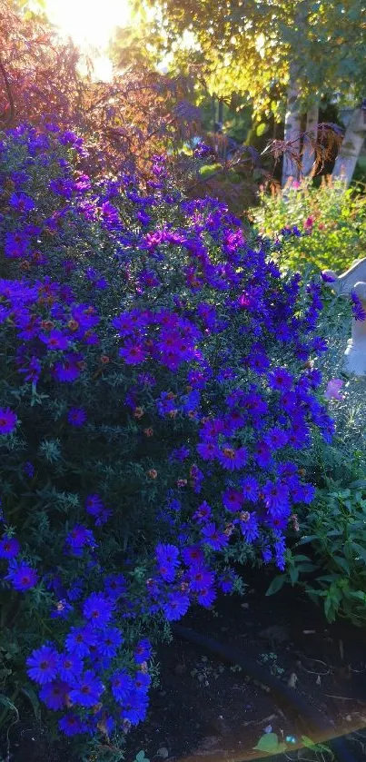 Vibrant purple flowers in a sunlit garden setting.