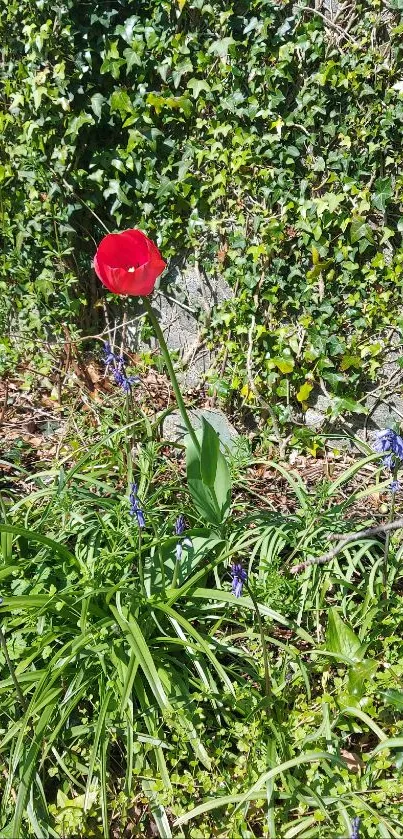 Red flower amidst green ivy and blue blooms.