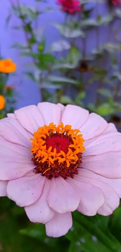 Lavender flower with orange center and garden backdrop.