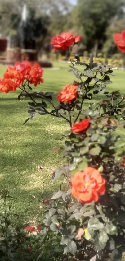 Red roses in a lush green garden setting, perfect for a mobile wallpaper.