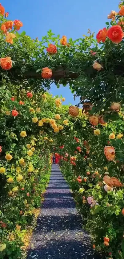 Lush garden path with vibrant roses under a clear blue sky.