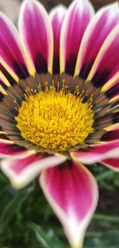 Vibrant gazania flower with magenta petals and yellow center.