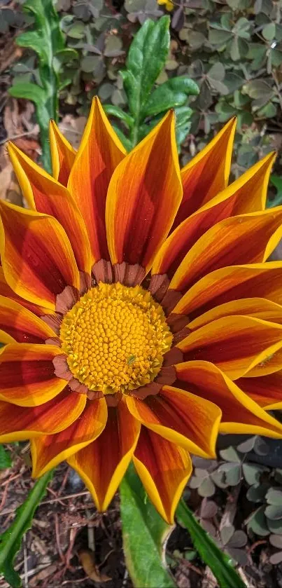 Vibrant gazania flower with orange petals and green leaves.