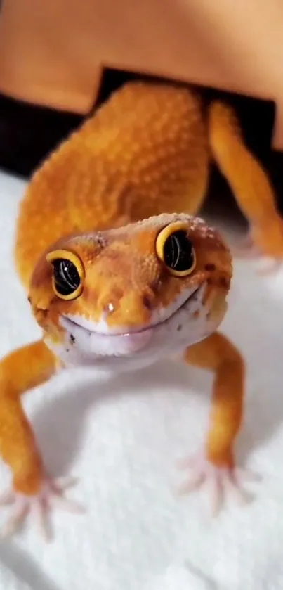 Close-up image of an orange gecko with a focus on its expressive eyes.