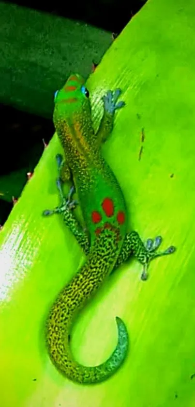 Green gecko on vibrant leaf wallpaper.