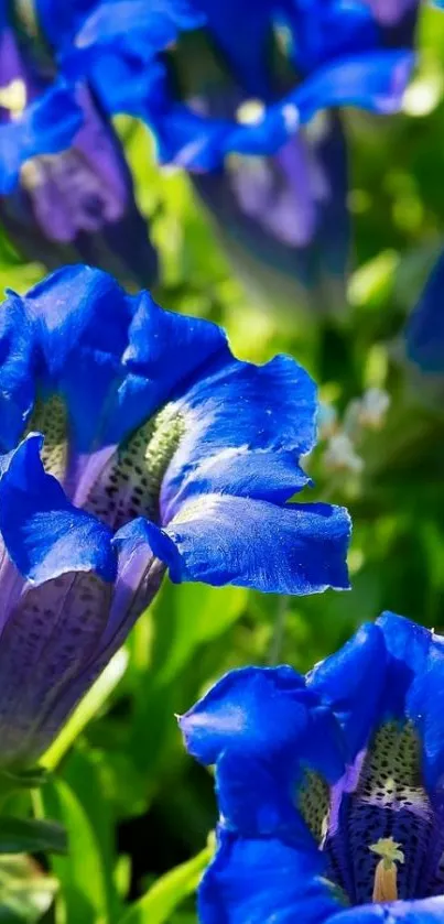 Vibrant blue Gentiana flowers in full bloom.