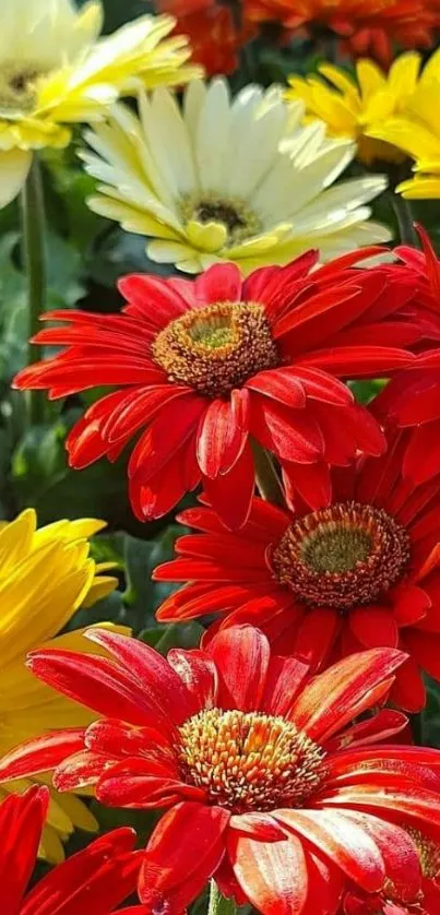 Colorful Gerbera daisy blooms in red, yellow, and white.