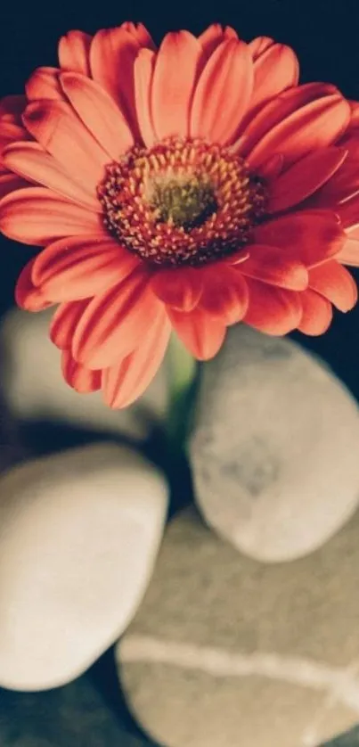 Vibrant red-orange gerbera daisy with zen stones on mobile wallpaper.