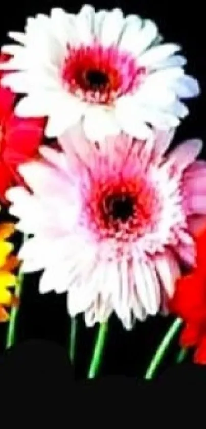 Vibrant gerbera flowers in red, pink, and yellow on black background.