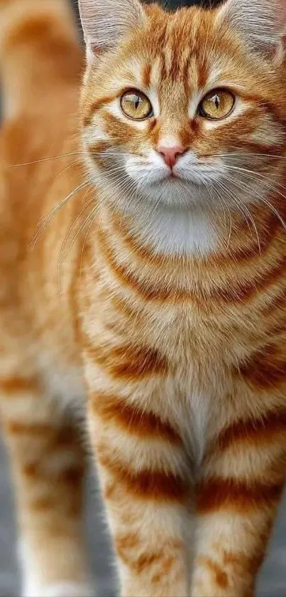 Vibrant ginger cat with stunning fur patterns and captivating eyes.