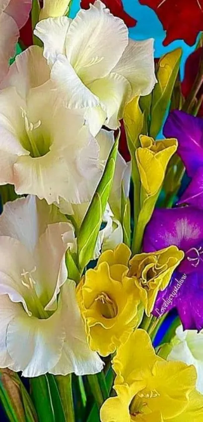 Vibrant gladiolus flower wallpaper for mobile with various colorful blooms.