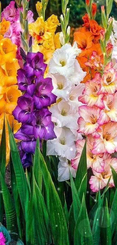 Vibrant gladiolus flower display in lush green garden setting.