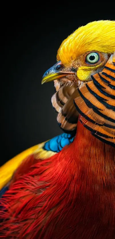 Close-up of a vibrant golden pheasant with colorful feathers.