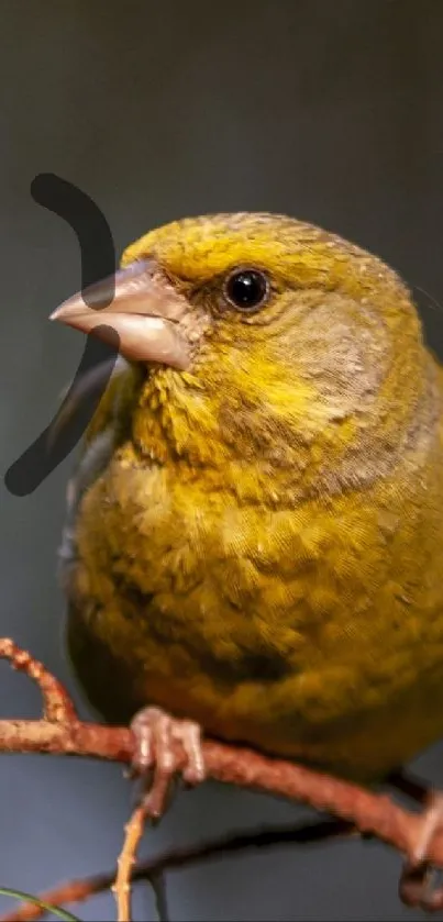 Goldfinch with yellow plumage perched on a natural branch.