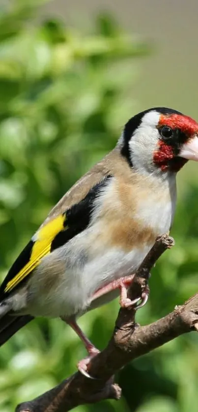 A vibrant goldfinch perched on a branch with lush green leaves in the background.