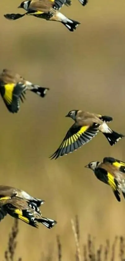 Colorful goldfinches flying in natural setting with yellow and black wings.