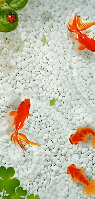 Goldfish swimming over white pebbles and clovers.