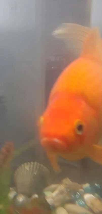 Goldfish swimming in a clear aquarium with vibrant colors.