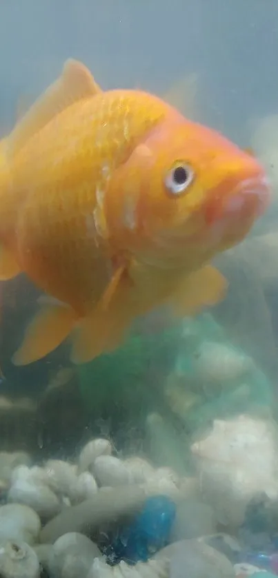 Close-up of vibrant orange goldfish swimming in a clear aquarium.