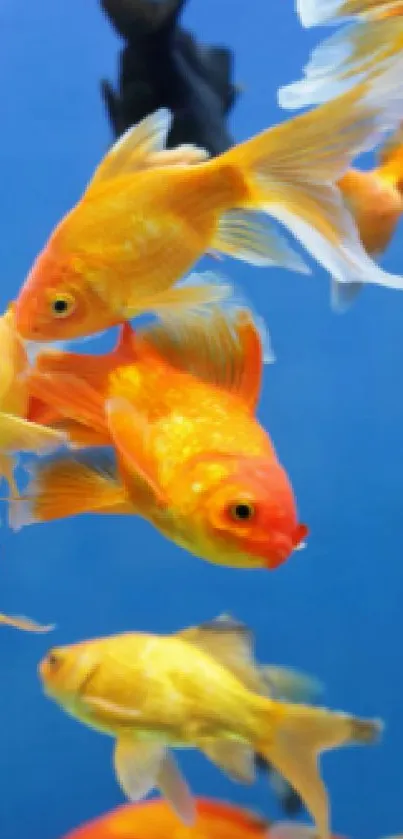 Vibrant goldfish swimming in blue aquarium background.