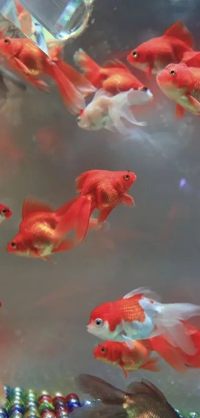 Vibrant goldfish swimming in an aquarium with colorful reflections.