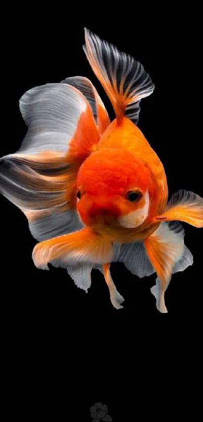 Vibrant orange goldfish on a black background in a stylish mobile wallpaper.